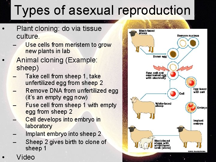 Types of asexual reproduction • Plant cloning: do via tissue culture. – • Animal
