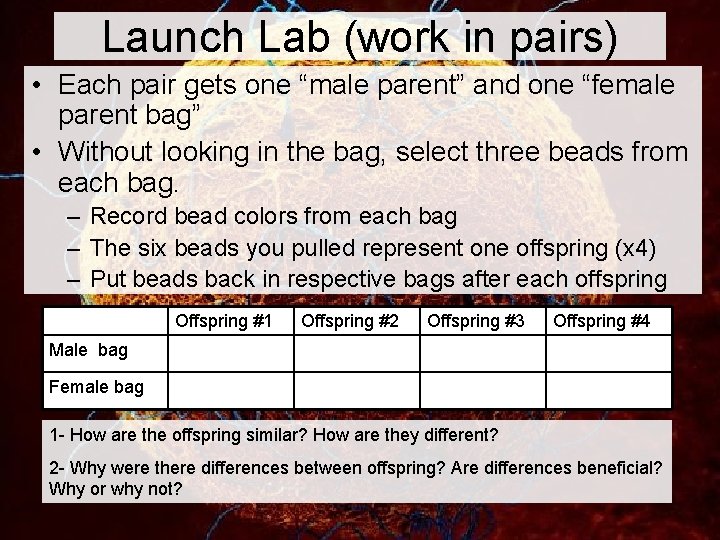 Launch Lab (work in pairs) • Each pair gets one “male parent” and one