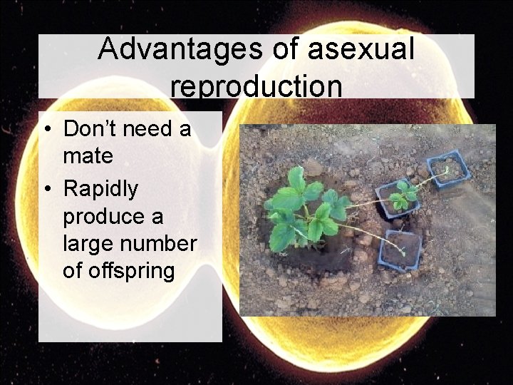 Advantages of asexual reproduction • Don’t need a mate • Rapidly produce a large