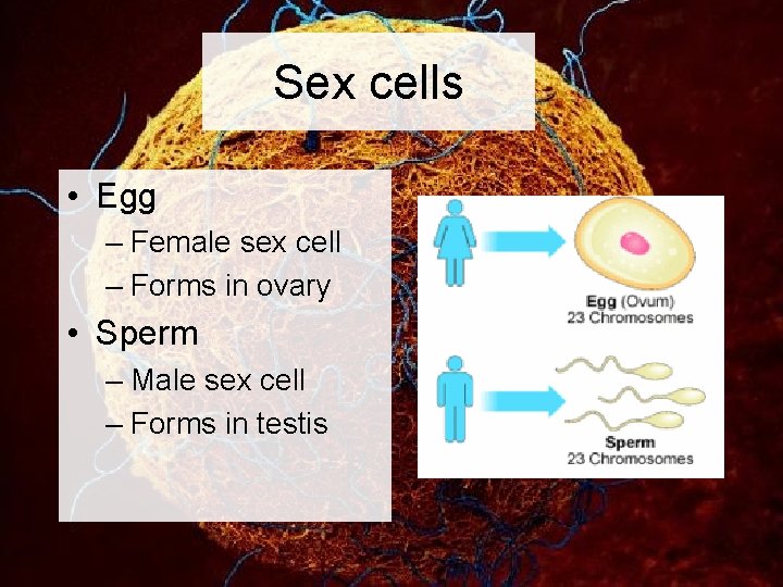 Sex cells • Egg – Female sex cell – Forms in ovary • Sperm