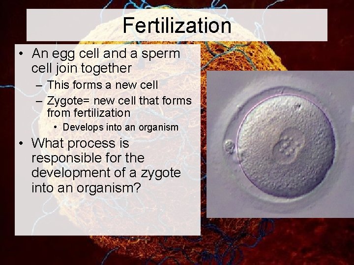 Fertilization • An egg cell and a sperm cell join together – This forms
