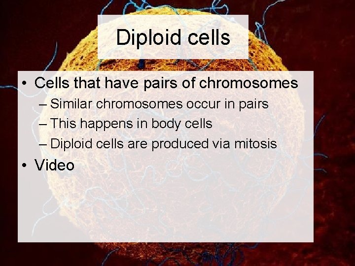 Diploid cells • Cells that have pairs of chromosomes – Similar chromosomes occur in