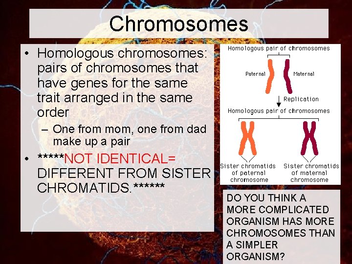 Chromosomes • Homologous chromosomes: pairs of chromosomes that have genes for the same trait