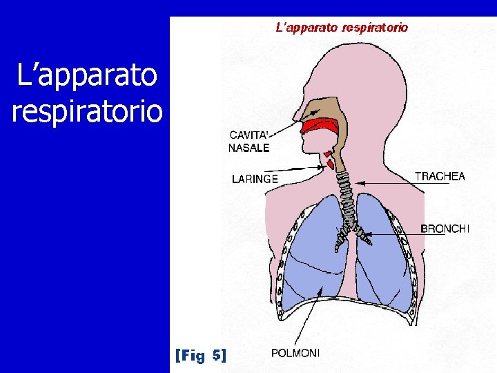 L’apparato respiratorio 