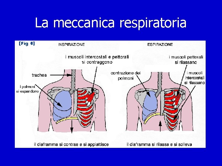 La meccanica respiratoria 