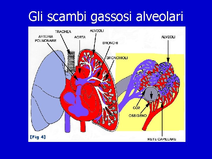 Gli scambi gassosi alveolari 