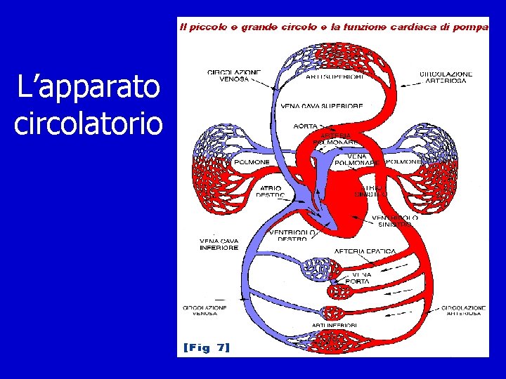 L’apparato circolatorio 