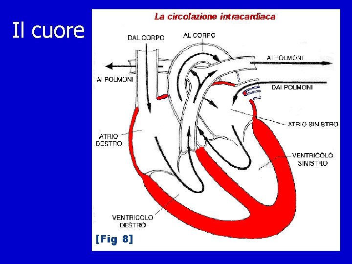 Il cuore 