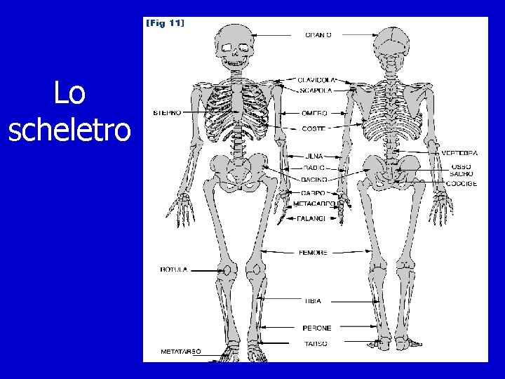 Lo scheletro 