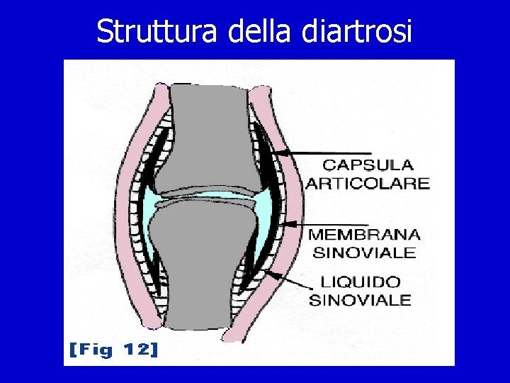 Struttura della diartrosi 