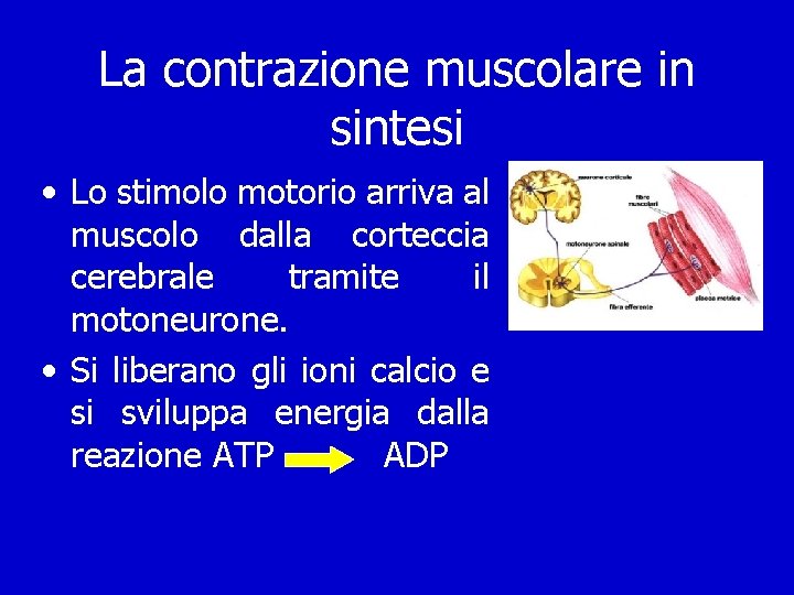 La contrazione muscolare in sintesi • Lo stimolo motorio arriva al muscolo dalla corteccia