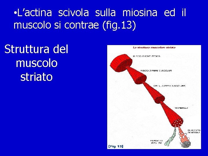  • L’actina scivola sulla miosina ed il muscolo si contrae (fig. 13) Struttura