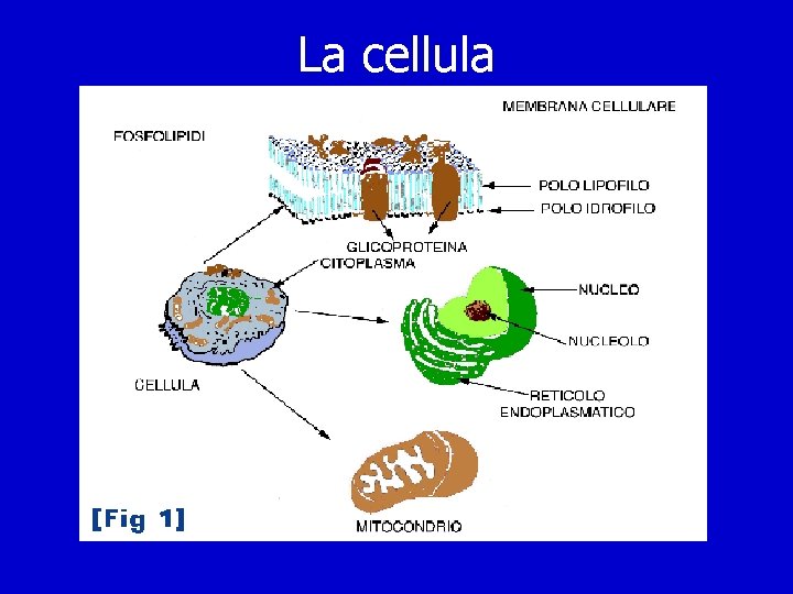 La cellula 