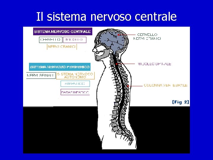 Il sistema nervoso centrale 