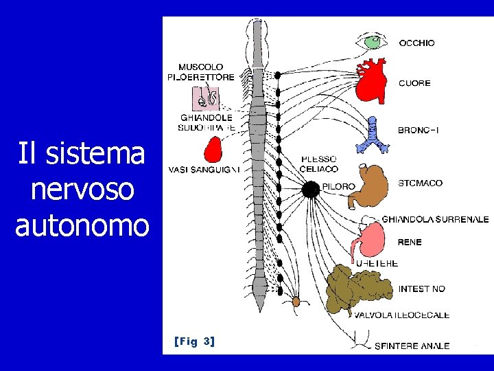 Il sistema nervoso autonomo 