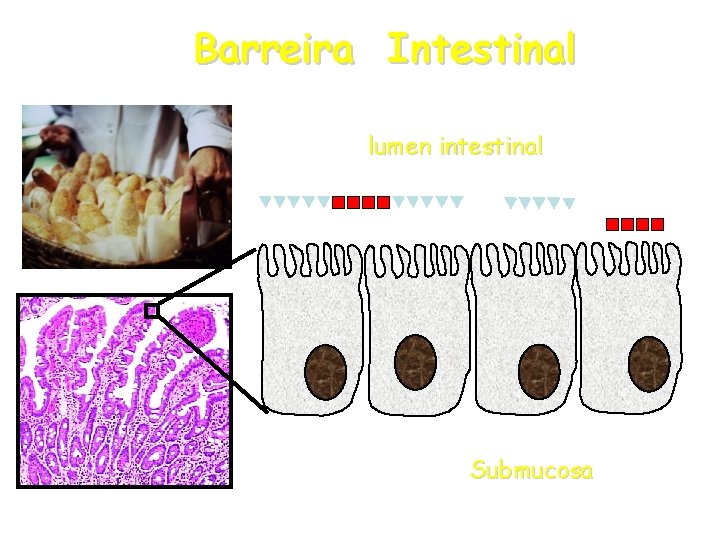 Barreira Intestinal lumen intestinal Submucosa Barreira Intestinal lumen intestinal Submucosa