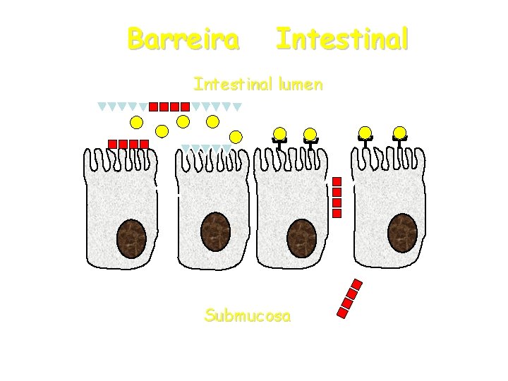 Barreira Intestinal lumen Submucosa Barreira Intestinal lumen Submucosa