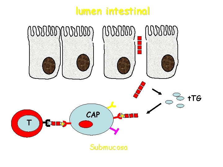 lumen intestinal t. TG T CAP Submucosa lumen intestinal t. TG T CAP Submucosa