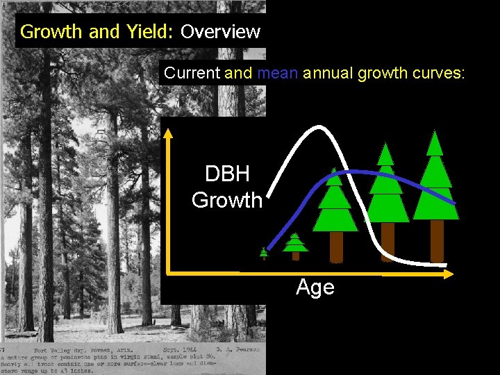 Growth and Yield: Overview Current and mean annual growth curves: DBH Growth Age 