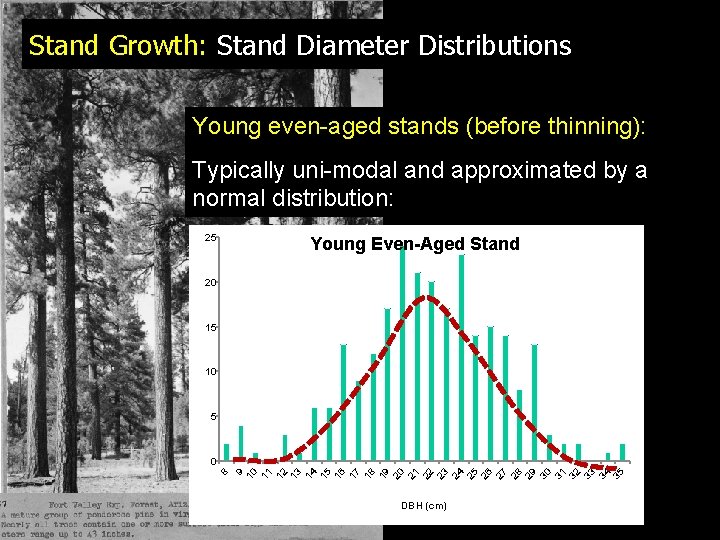 Stand Growth: Stand Diameter Distributions Young even-aged stands (before thinning): Typically uni-modal and approximated