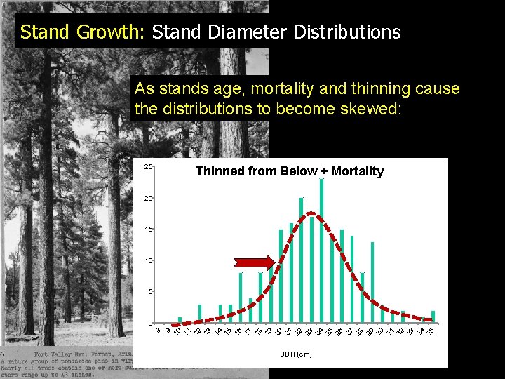 Stand Growth: Stand Diameter Distributions As stands age, mortality and thinning cause the distributions