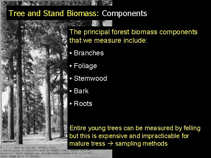 Tree and Stand Biomass: Components The principal forest biomass components that we measure include: