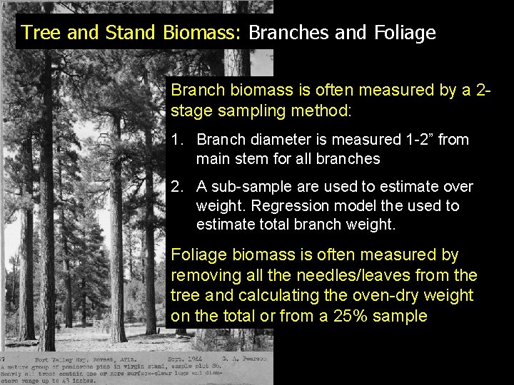 Tree and Stand Biomass: Branches and Foliage Branch biomass is often measured by a