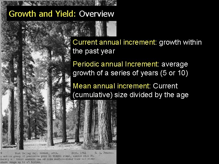 Growth and Yield: Overview Current annual increment: growth within the past year Periodic annual