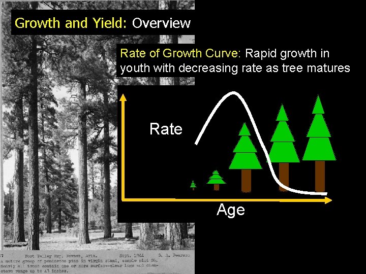 Growth and Yield: Overview Rate of Growth Curve: Rapid growth in youth with decreasing
