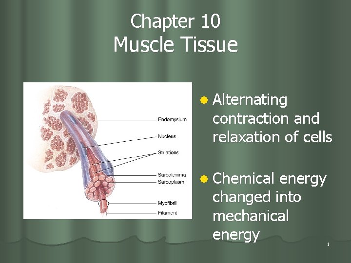 Chapter 10 Muscle Tissue l Alternating contraction and relaxation of cells l Chemical energy