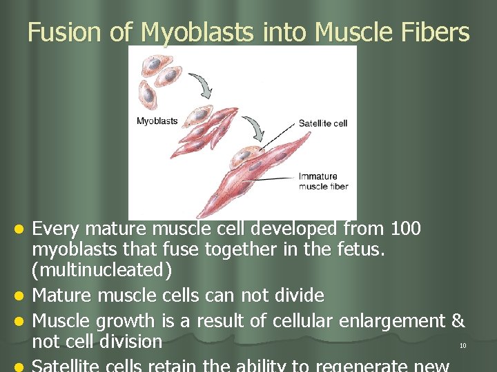 Fusion of Myoblasts into Muscle Fibers Every mature muscle cell developed from 100 myoblasts