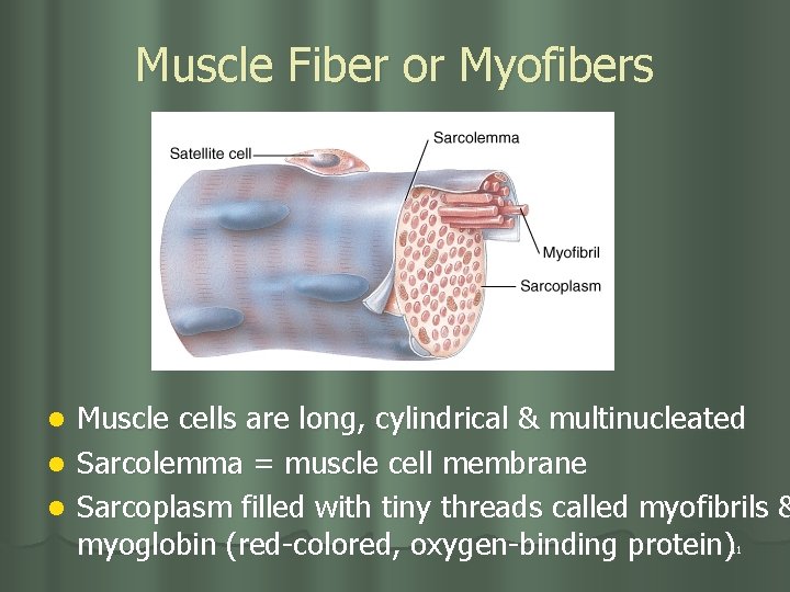 Muscle Fiber or Myofibers Muscle cells are long, cylindrical & multinucleated l Sarcolemma =