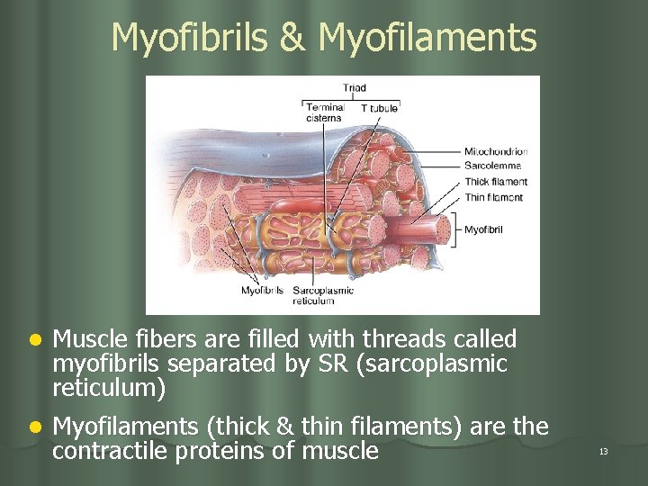 Myofibrils & Myofilaments l Muscle fibers are filled with threads called myofibrils separated by