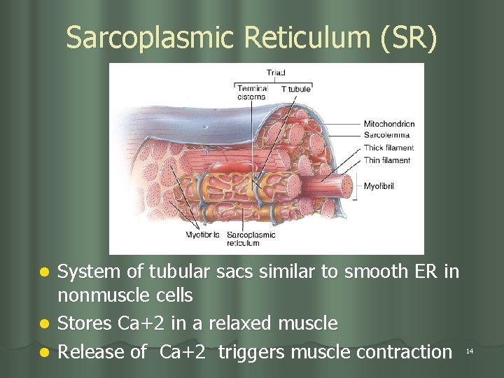Sarcoplasmic Reticulum (SR) l l l System of tubular sacs similar to smooth ER