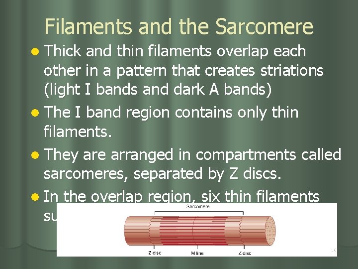 Filaments and the Sarcomere l Thick and thin filaments overlap each other in a