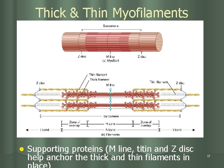 Thick & Thin Myofilaments l Supporting proteins (M line, titin and Z disc help