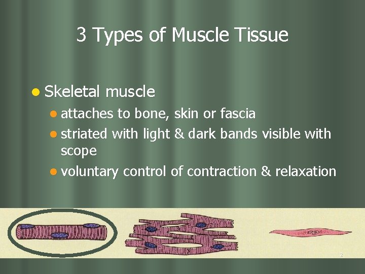 3 Types of Muscle Tissue l Skeletal muscle l attaches to bone, skin or