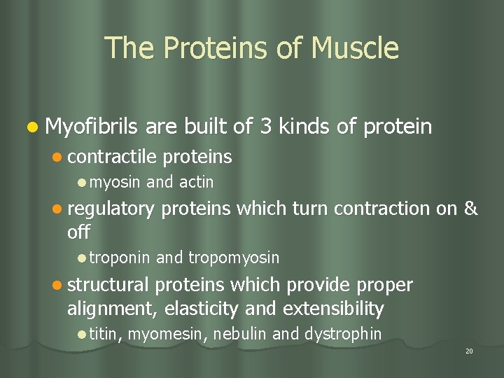 The Proteins of Muscle l Myofibrils are built of 3 kinds of protein l