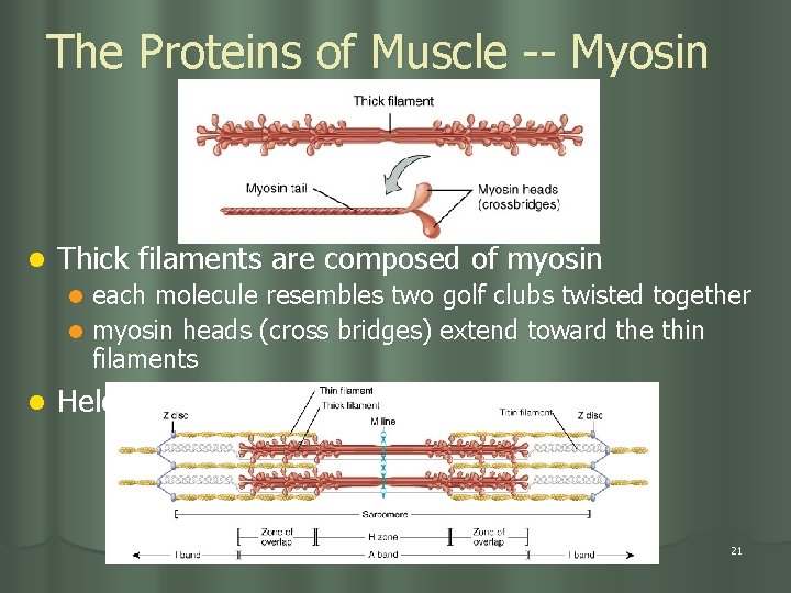 The Proteins of Muscle -- Myosin l Thick filaments are composed of myosin each