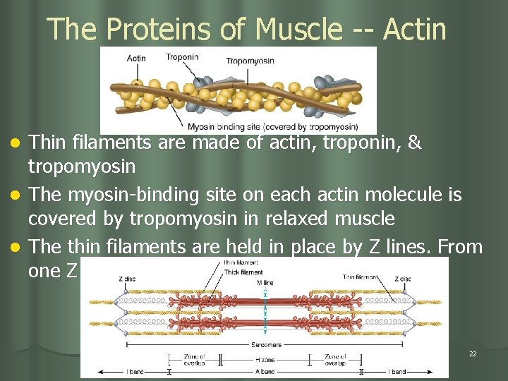 The Proteins of Muscle -- Actin Thin filaments are made of actin, troponin, &