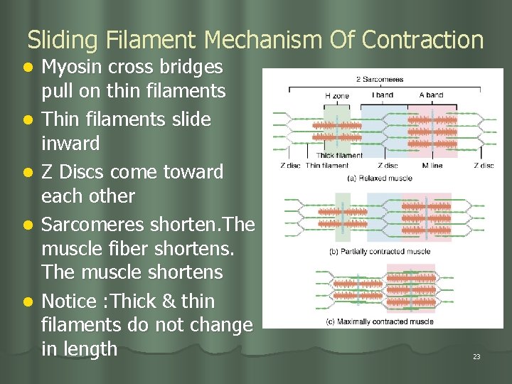 Sliding Filament Mechanism Of Contraction l l l Myosin cross bridges pull on thin