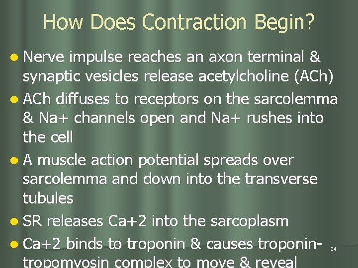 How Does Contraction Begin? l Nerve impulse reaches an axon terminal & synaptic vesicles