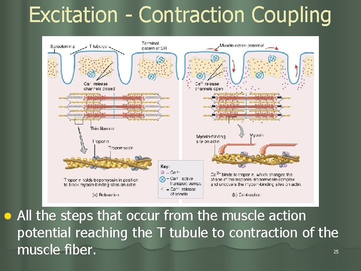 Excitation - Contraction Coupling l All the steps that occur from the muscle action