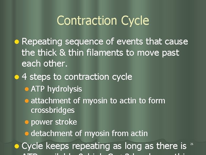 Contraction Cycle l Repeating sequence of events that cause thick & thin filaments to