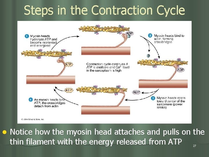 Steps in the Contraction Cycle l Notice how the myosin head attaches and pulls