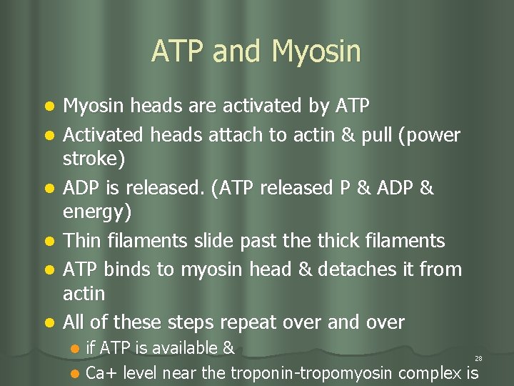 ATP and Myosin l l l Myosin heads are activated by ATP Activated heads