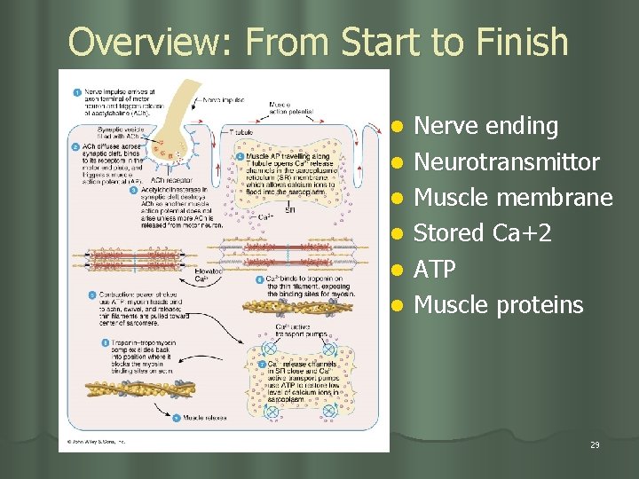 Overview: From Start to Finish l l l Nerve ending Neurotransmittor Muscle membrane Stored