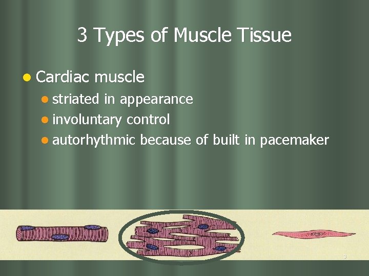 3 Types of Muscle Tissue l Cardiac muscle l striated in appearance l involuntary