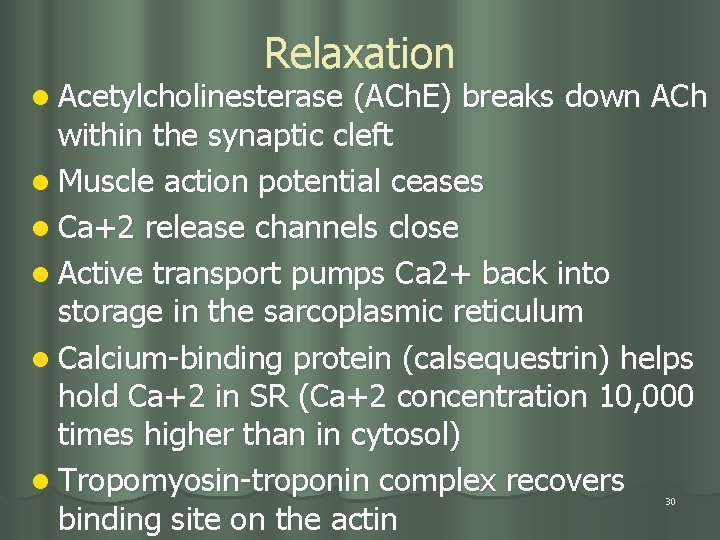 Relaxation l Acetylcholinesterase (ACh. E) breaks down ACh within the synaptic cleft l Muscle