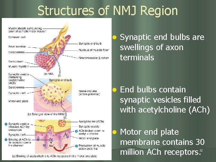 Structures of NMJ Region l Synaptic end bulbs are swellings of axon terminals l